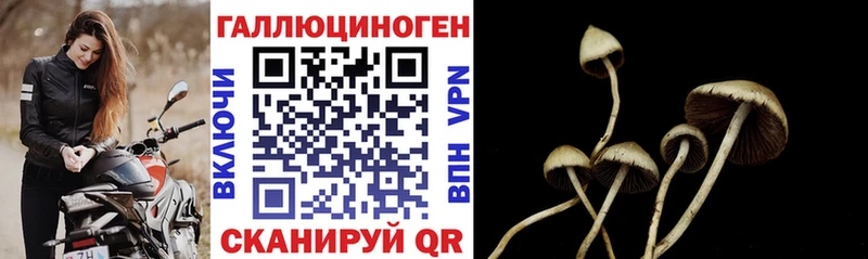 Псилоцибиновые грибы Psilocybe  Белебей 